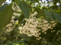 Pterostyrax hispida-2 Styrakowiec japoński